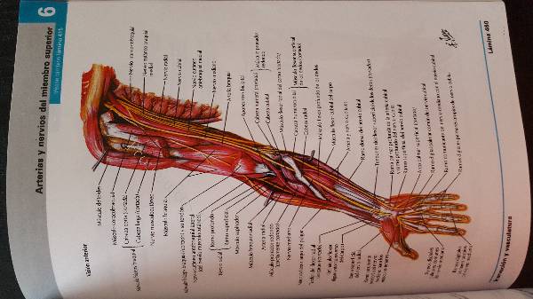 Featured image of post Frank Netter Atlas De Anatomia Humana C mpurile obligatorii sunt marcate cu