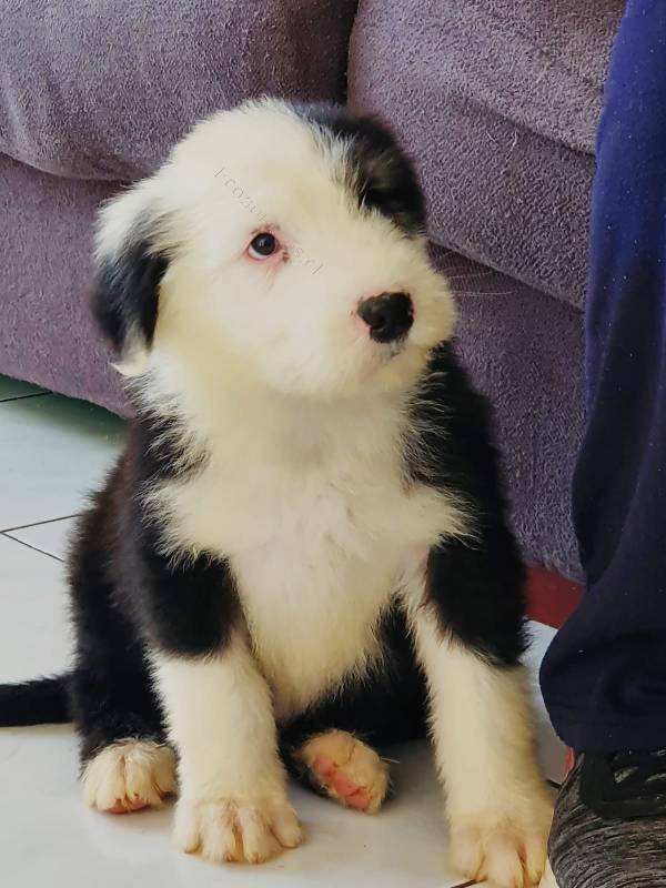 Cachorros pastor ingles nacidos el 5 de febrero en Puerto Montt - Animales  / Mascotas