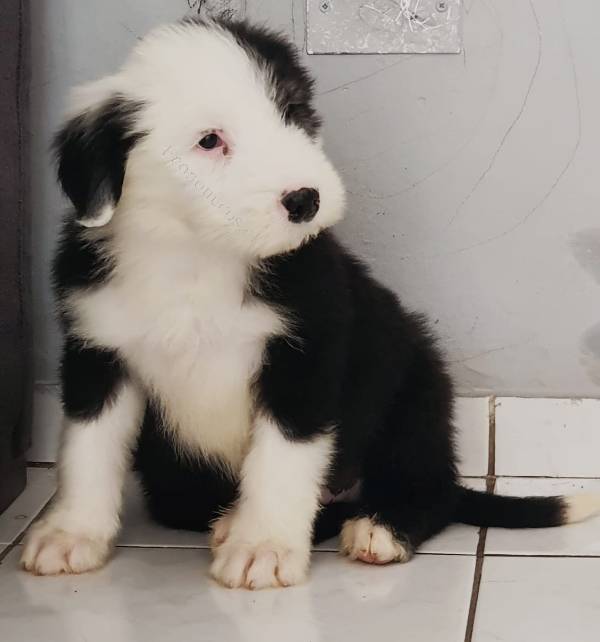 Pastor inglés-cachorro