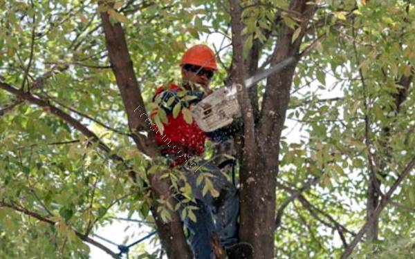 Tala y poda de arboles 2019-10-09 en Economicos de El Mercurio