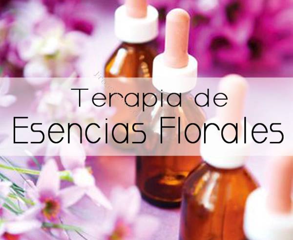 De temuco flores bach